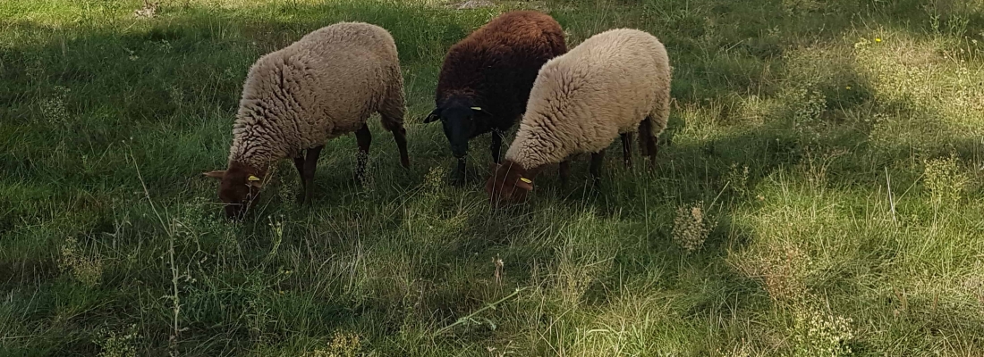 Les moutons sont de retour